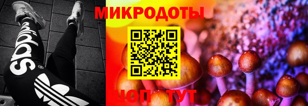Псилоцибиновые грибы Cubensis Великий Устюг